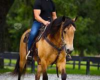 buckskin-friesian-pony