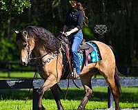 all-around-friesian-pony