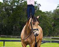 athletic-friesian-pony
