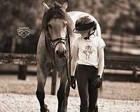 cross-friesian-pony
