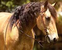 dressage-friesian-pony