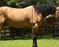 flashy-friesian-pony
