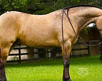 jumping-friesian-pony