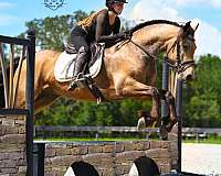 performance-friesian-pony