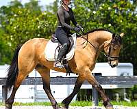 show-friesian-pony