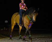 trail-friesian-pony