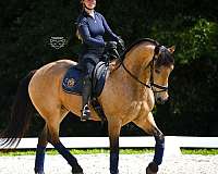 youth-friesian-pony