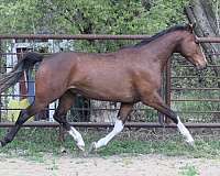 ladykiller-warmblood-horse