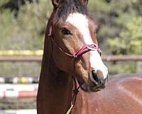 lunging-warmblood-horse
