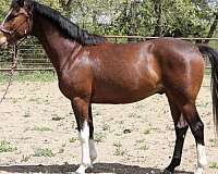 pleasing-warmblood-horse