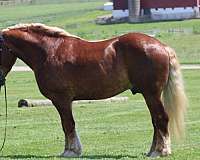 beginner-belgian-horse
