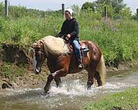 athletic-belgian-horse