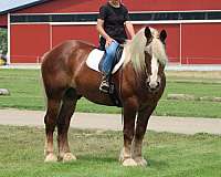 driving-belgian-horse