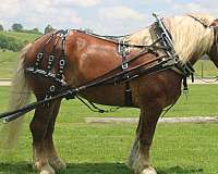 flashy-belgian-horse