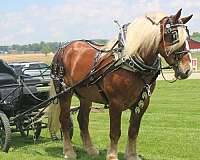 kid-safe-belgian-horse