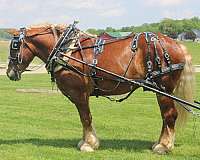 performance-belgian-horse