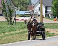 ridden-english-belgian-horse