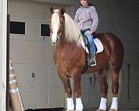ridden-western-belgian-horse
