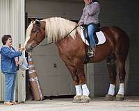 show-belgian-horse