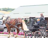 trail-riding-belgian-horse