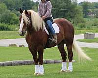 trail-belgian-horse