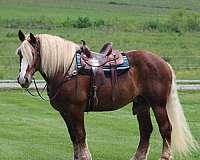 chestnut-belgian-gelding