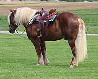 chestnut-all-around-horse