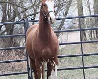 balou-du-rouet-warmblood-horse