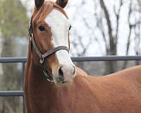 beau-warmblood-horse
