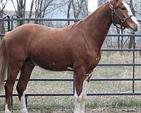 beaubalou-warmblood-horse