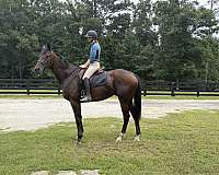 bay-4-white-stockings-horse