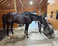 white-stockings-gelding