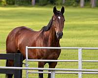 4-white-stockings-horse