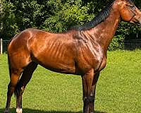 all-around-thoroughbred-horse