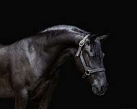 fshr-friesian-pony
