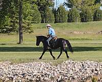 all-around-friesian-pony