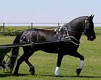 fshr-pony