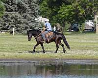 athletic-friesian-pony