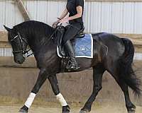 beginner-friesian-pony