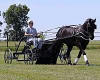 driving-friesian-pony