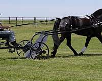 cross-friesian-pony