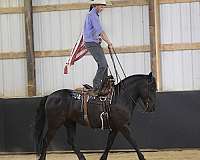 performance-friesian-pony
