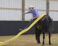 parade-friesian-pony