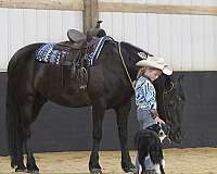 trail-friesian-pony