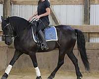 ridden-english-friesian-pony