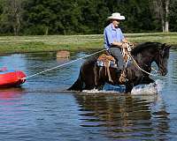 ridden-western-friesian-pony