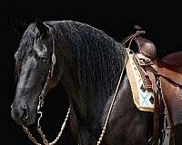 show-friesian-pony