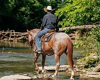 calf-roping-draft-horse