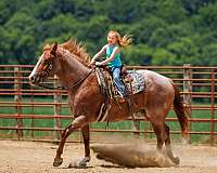 cross-draft-horse