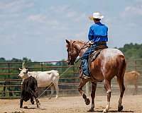 draft-horse